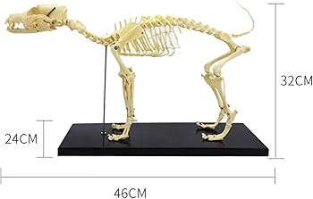 シ*ナ様 【美品】本物ハクビシン 全身骨格標本作成キット cb207afe13ae495b2a69040c7b7934